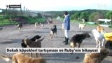 Sokak köpeğiydi arama-kurtarma köpeği oluyor 