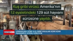 Uzmanlara göre kuş gribi adım adım pandemiye doğru ilerliyor